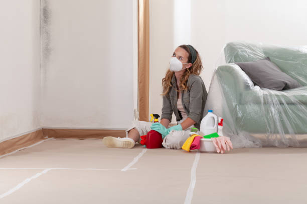 Reliable Black Mold Remediation contractor in Seminole, TX by Car Mold Remediation